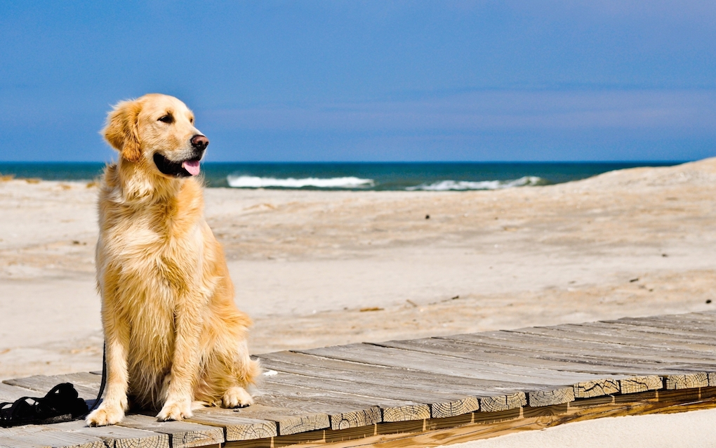 cani spiaggia legge