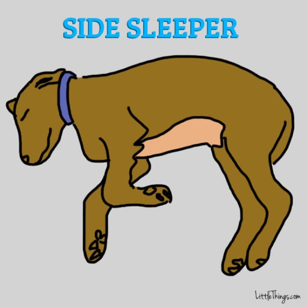 cane-posizione-dormire-lato