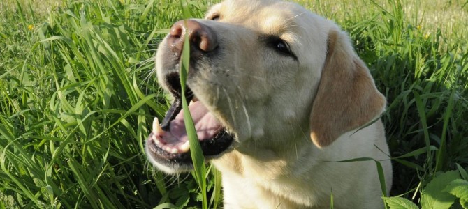 Perché i cani mangiano l’erba?